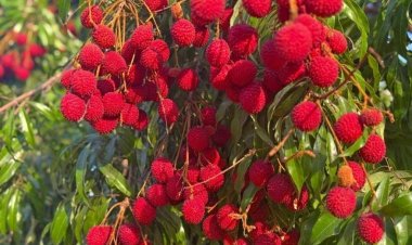 หากินยาก “ลิ้นจี่ค่อม” ของดีอัมพวา เจ้าของฉายา “ผลไม้ฟ้าประทาน”