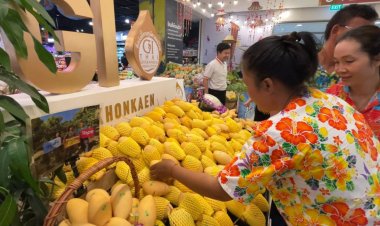 เกษตรกรขอนแก่นปลื้มยอดจองมะม่วงน้ำดอกไม้สีทองจากต่างประเทศทะลุ 80%