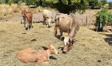 สมาคมโคเนื้อฯ เตรียมยื่นหนังสือค้านนำเข้าเนื้อวัวจากสหรัฐฯ