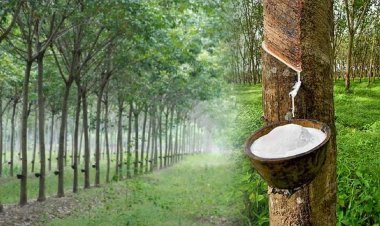 ชาวสวนโอด“ยาง”  ร่วงเหลือ 48 -50 บาท / กก. จากเกือบ 70 บาท / กก.