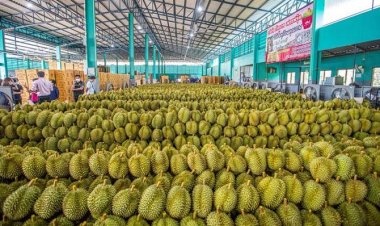 ข่าวดีชาวสวนทุเรียนจีนรับรองห้อง Lab ตรวจสาร BY2 ของไทยเป็น 10 แห่ง