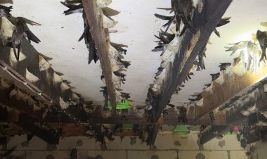 ไอเดียเก๋ปรับที่พักคนงานสร้างเป็นบ้านให้นกนางแอ่นอยู่โกยรายได้งามเดือนละครึ่งแสน