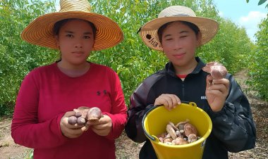 ฝนแรกแห่งปีชาวปราจีนบุรีแห่เก็บเห็ดผึ้งขมตามสวนอยู่คาลิปตัสขายรายได้งาม