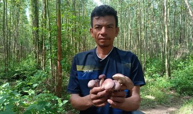 ปราจีนบุรีฝนตกติดต่อกันหลายวันชาวบ้านแห่เก็บเห็ดตับเต่าขายกก.ละ 500 บาท