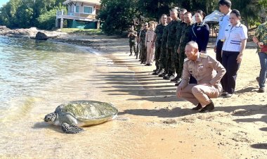 ผบ.ทร. ส่ง "น้องเต่าสีชัง" (เต่าตนุ) คืนสู่ท้องทะเลไทย