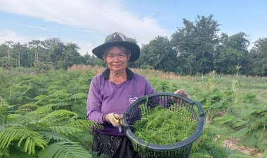 เกษตรกรเมืองกาฬสินธุ์ปลูกชะอมตัด‘ยอด’ขาย สร้างรายได้อย่างงาม