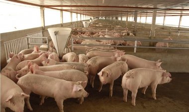 สมาคมผู้เลี้ยงสุกรฯ แจงราคาหมูปรับขึ้นเป็นวัฏจักรปกติช่วงหน้าร้อน ยันไม่ใช่การเอาเปรียบผู้บริโภค