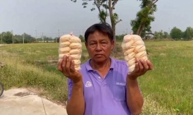 เสี่ยงแต่คุ้ม! นักปีนตาลสู้แดดไต่สูง สร้างรายได้งามในช่วงหน้าร้อน