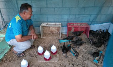 กลุ่มวิสาหกิจชุมชนวัดประชาภิรมย์ปลื้มปิติ ขยายพันธุ์พระราชทานฯ ไก่ดำสำเร็จสร้างรายได้พร้อมขยายพื้นที่