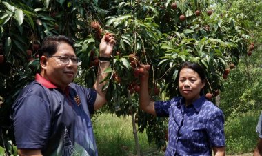 ลิ้นจี่สด! จากพืชสวนเศรษฐกิจตัวใหม่-ยกเป็นสินค้าเกษตรสร้างรายได้หนองคาย