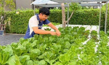 พื้นที่น้อยก็ปลูกผักในกล่องโฟมได้  เก็บขายรายได้เฉือดแสน มือใหม่เริ่มต้นไม่ยาก