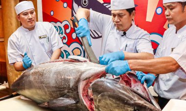 ส่งตรงจากญี่ปุ่นโชว์แล่ปลาทูน่าบลูฟิน ที่ดิเอมเมอรัลด์ ค็อฟฟี่ช็อพ