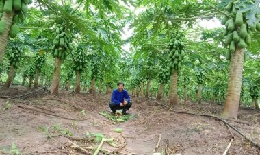 ลงทุน 3 แสนปลูก“มะละกอ 8 ไร่”เก็บผลผลิต 5 รอบ ครึ่งเดือน คืนทุน