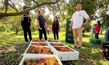 สหกรณ์ตราดส่ง'เงาะสีทอง'ลุยดูไบ เพิ่มโอกาสขยายตลาดผลไม้