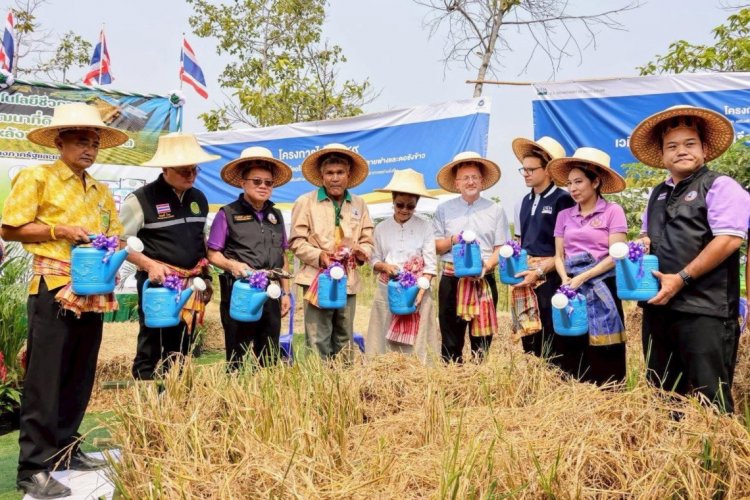 พด.ชูเทคโนโลยีชีวภาพ จัดการตอซังข้าวหลังเก็บเกี่ยวผลผลิต