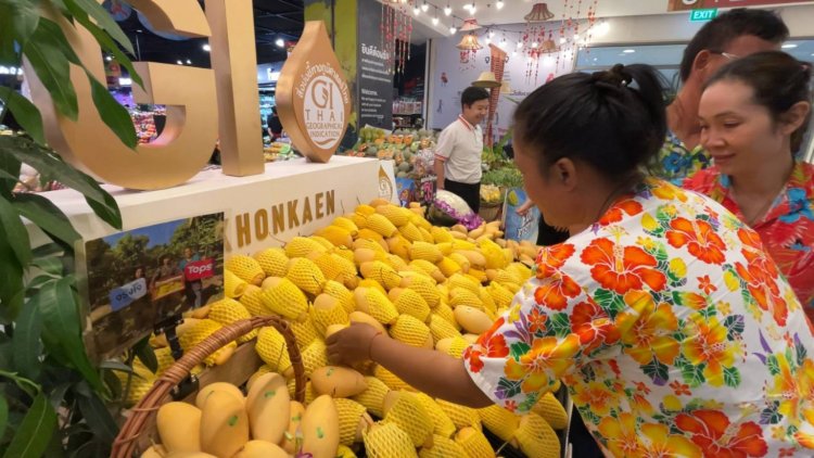 เกษตรกรขอนแก่นปลื้มยอดจองมะม่วงน้ำดอกไม้สีทองจากต่างประเทศทะลุ 80%