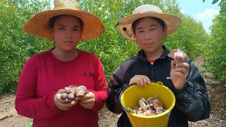 ฝนแรกแห่งปีชาวปราจีนบุรีแห่เก็บเห็ดผึ้งขมตามสวนอยู่คาลิปตัสขายรายได้งาม