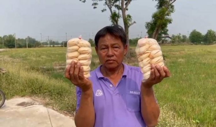 เสี่ยงแต่คุ้ม! นักปีนตาลสู้แดดไต่สูง สร้างรายได้งามในช่วงหน้าร้อน