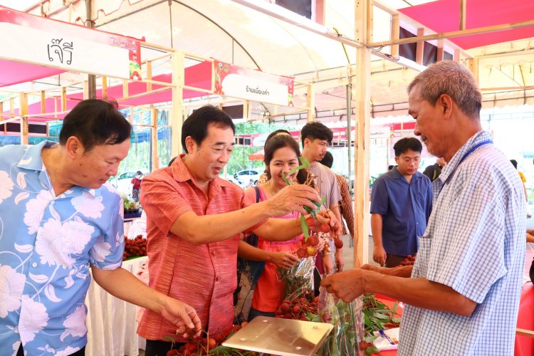 เล่าขานตำนาน! 'ลิ้นจี่'แม่กลอง ขึ้นชื่อพันธุ์ค่อมลำเจียก ต้นแบบมาจากจีน