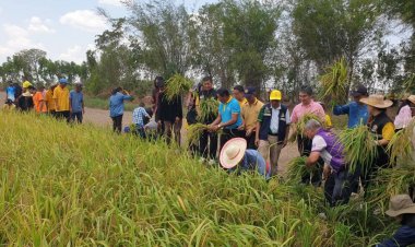 ศรีสะเกษ "ลงแขกเกี่ยวข้าวนาปรัง ปี 2568" สืบสานปณิธานของพ่อ สานต่อที่พ่อทำ