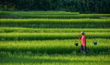 คนพัทลุงแห่ปลูกปาล์มน้ำมันทำพื้นที่นาเหลือ 6 หมื่นไร่ จากเดิมกว่า 1 แสนไร่