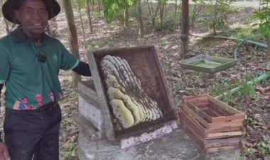 เกษตรกรชาวอุทัยธานีพลิกสวนยางเลี้ยงผึ้งโพรงทำรายได้เสริมปีละนับแสน