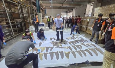 กรมศุลกากรตรวจยึดครีบปลาฉลาม 402 ชิ้น มูลค่ากว่า 2 ล้านบาท