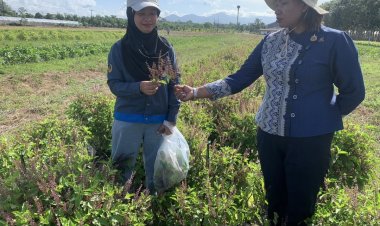 กะเพราขาดตลาด! ‘ลุยขยาย 3 สายพันธุ์’หนุนเกษตรกรปลูกขายรายได้งาม