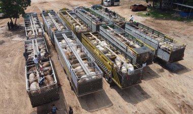 ผวา‘แอนแทรกซ์’ลาวจ่อระงับ‘เนื้อหมู-วัว’จากไทย นครพนมตรวจยิบก่อนข้ามแดน