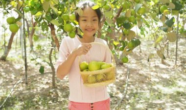 พลิกผืนดิน 300 ตรว. ปลูกพุทราหิมะขาว สร้างรายได้ 6 แสนบาทต่อปี