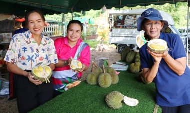 คอทุเรียนห้ามพลาดชิม! “ทุเรียนสาลิกา” ราชาทุเรียนบ้าน No.1 ของภาคใต้