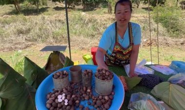 “เห็ดถอบ”อาหารป่าพื้นบ้านต้นฤดูฝนขายริมทาง ราคาสูงลิ่วกิโลกรัมละ1,000บาท