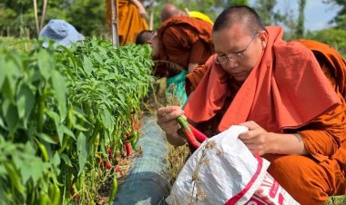พริกราคาตก ชาวสวนเหนือระทม “พระครูอ๊อด”รับซื้อแจกชาวบ้านกว่า 20 ตัน