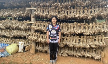 เกษตรกรแม่ฮ่องสอนน้ำตาซึมพ่อค้าคนกลางเมินซื้อกระเทียมต้นฤดู