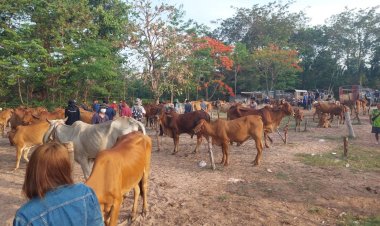 อำนาจเจริญยกระดับคุมเข้มเฝ้าระวังป้องกันโรคแอนแทรกซ์หวั่นแพร่ระบาด