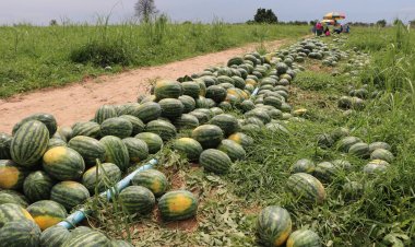 เกษตรกรจอมบึงสุดช้ำแตงโมราคาตกต่ำ 2 วัดดังซื้อแจกชาวบ้าน