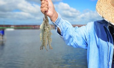 "ไทยยูเนี่ยน" รับเงินกู้เอดีบี 5พันล้าน หนุนเพาะเลี้ยงสัตว์น้ำ