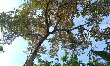 เกษตรกรพัทลุงเศร้าทุเรียนใน “ฤดู”ฝนกระหน่ำซัดดอกสะบัดร่วงขาดทุนยับ