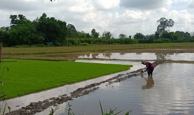 ปุ๋ย ยา แพง น้ำเค็มหนุน ทุกข์หนักชาวนาปราจีน วอนรัฐบาลแทรกแซงตันละหมื่นบาท