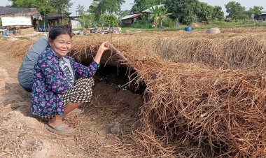 เกษตรกรกาฬสินธุ์‘ปลูกเห็ดฟาง’ลงทุนหลักพันฟันกำไรหลักหมื่นบาท