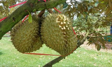 โคราชขึ้นแท่นแหล่งผลิตทุเรียนรายใหญ่  5 อำเภอผลผลิตสูงสุดปี 67