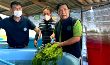ชู "สาหร่ายทองคำเขียว" ยกระดับเกษตรมูลค่าสูง ดันสู่ตลาดโลก