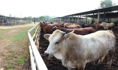 คนเลี้ยงวัวทั่วไทยโอดFTAพ่นพิษเนื้อวัวออสเตรเลีย-นิวซีแลนด์ตีตลาดยับ