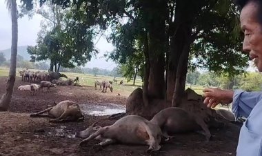 คุณตาช็อค!ฟ้าผ่าควายตัวเมียตาย 4 ตัว เสียหายเหยียบล้าน