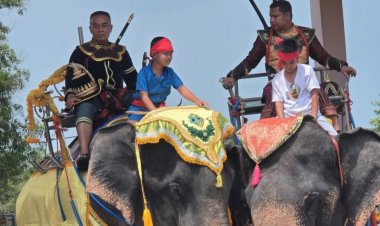 “ช้างใต้”ทะลักเมืองท่องเที่ยว ภูเก็ต กระบี่ พังงา บริการนักท่องเที่ยวทำนับแสน/ วัน