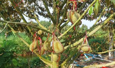 คนอีสานตอนบน-ล่าง แห่ปลูกทุเรียนดันที่ดินพุ่ง 9 เท่า จากไร่ละหมื่นขยับแสนบาท