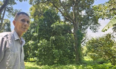 “สวนหงส์เจริญ”ปราจีนบุรีเปิดสวนทุเรียนโบราณ ชม-ชิม-ช้อป ในสวนกระตุ้นเศรษฐกิจ