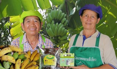 พลิก "กล้วย" เหลือทิ้ง สู่ของฝากขึ้นชื่อจังหวัดพิษณุโลก