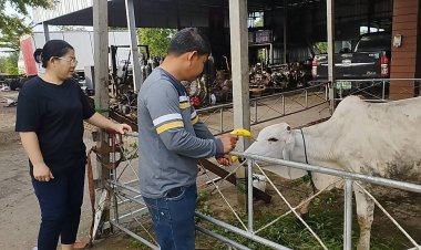 เจ้าของเศร้า!!พึ่งไถ่ชีวิตน้องพลอยมา(วัว)หายไปไร้ร่องรอย