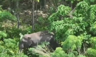 จนท.สนธิกำลังชาวบ้านผลักดันช้างเข้าป่าป้องกันซ้ำรอยไล่ตืบชาวบ้านเสียชีวิต